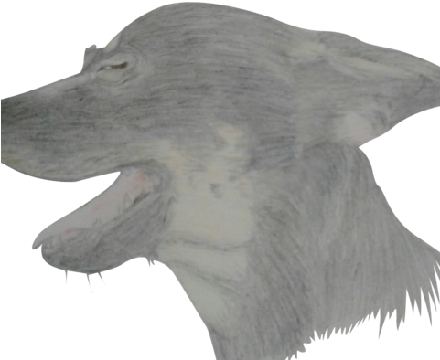 The Prettiest Doggo - Dog (480x480), Png Download