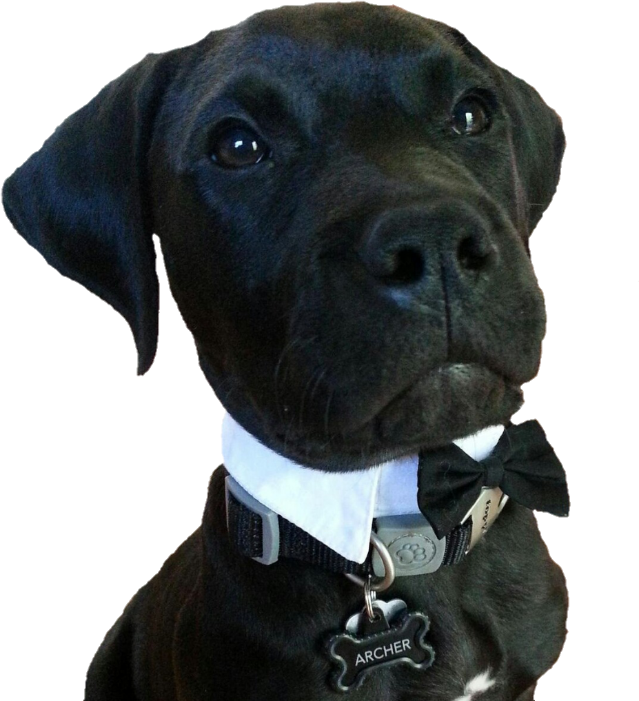 Doggo Enjoy Bowtie - Dog (939x1029), Png Download