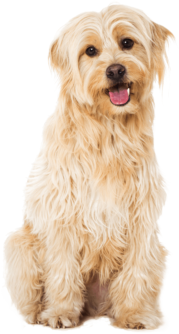 Professional Dog Grooming From £10 - Dog (700x1302), Png Download