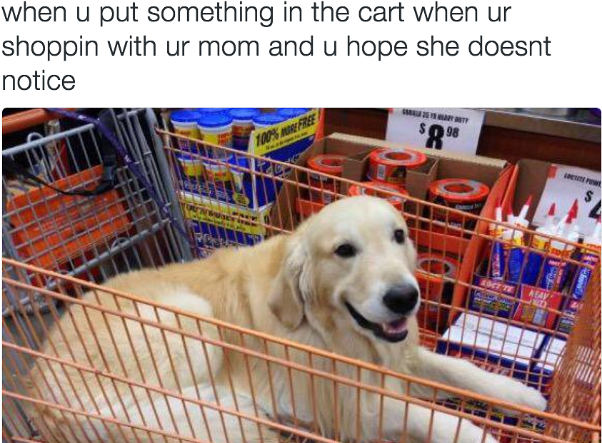 Golden Retriever Meme (955x634), Png Download