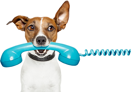 "no, I Will Not Pay My Water Bills I'm A Good Boy " - Dog On Phone Cartoon (457x322), Png Download