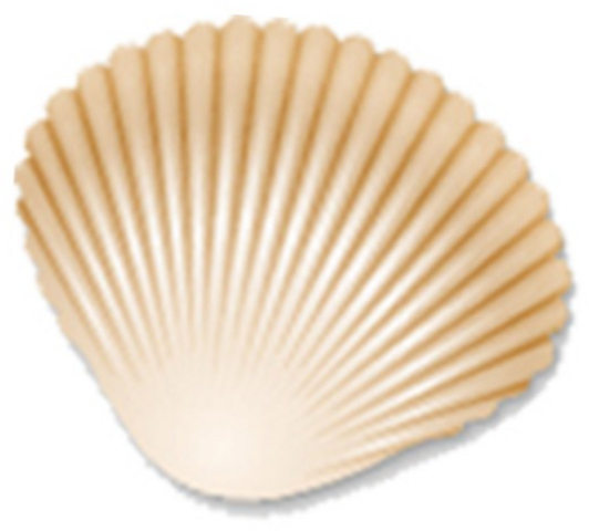 Baltic Clam (532x480), Png Download