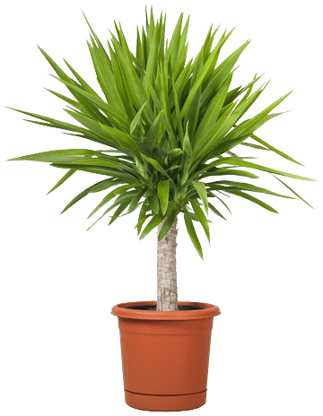 Mini Palm Light Compressor - Yucca Plant In Pot (360x464), Png Download
