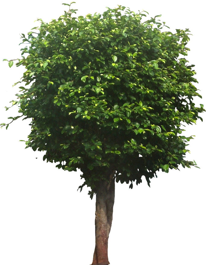 Masculine Most Popular In The Usa Between 1900 To 1950s - Tree Png (693x895), Png Download