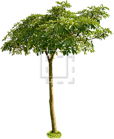Small Leaf Tree Wide Canopy - Tree Png Canopy (450x450), Png Download