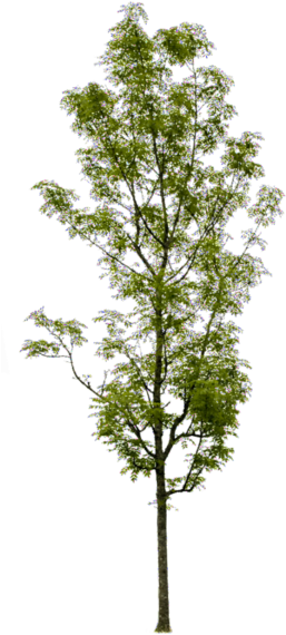 Fraxinus Excelsior - Fraxinus Excelsior Png (286x600), Png Download
