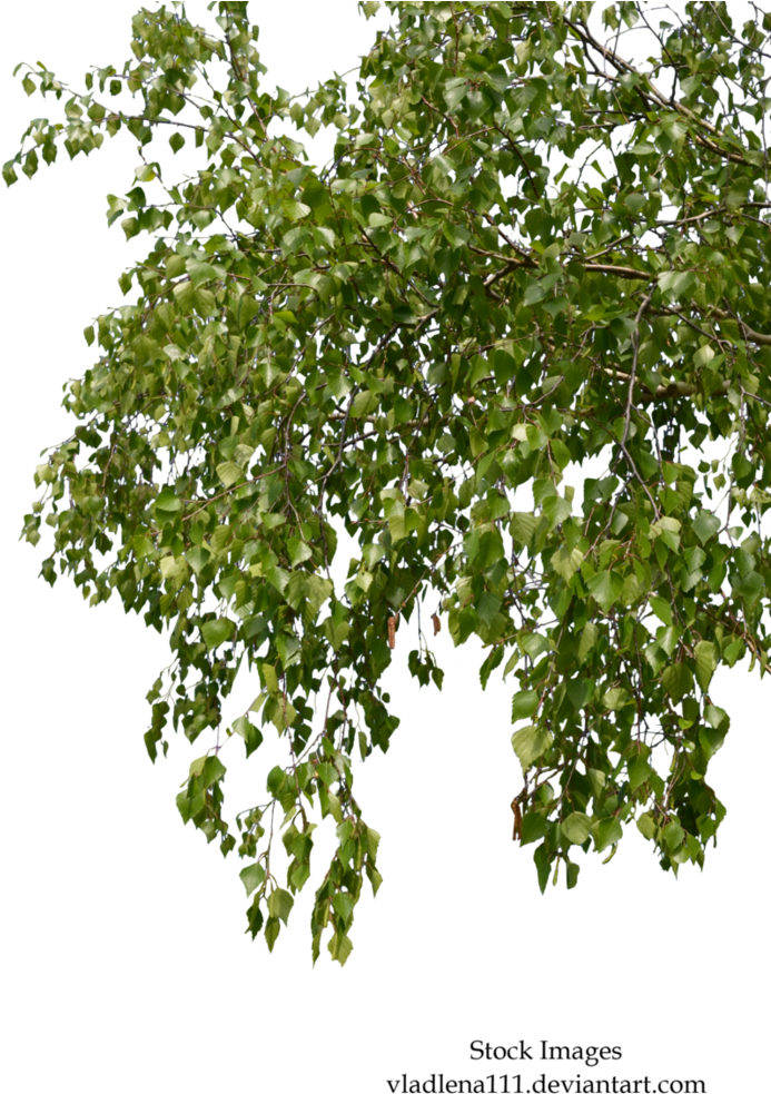 Birch Branches Png (783x1020), Png Download