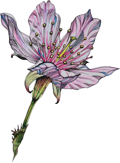 Flowers In Progress (480x650), Png Download