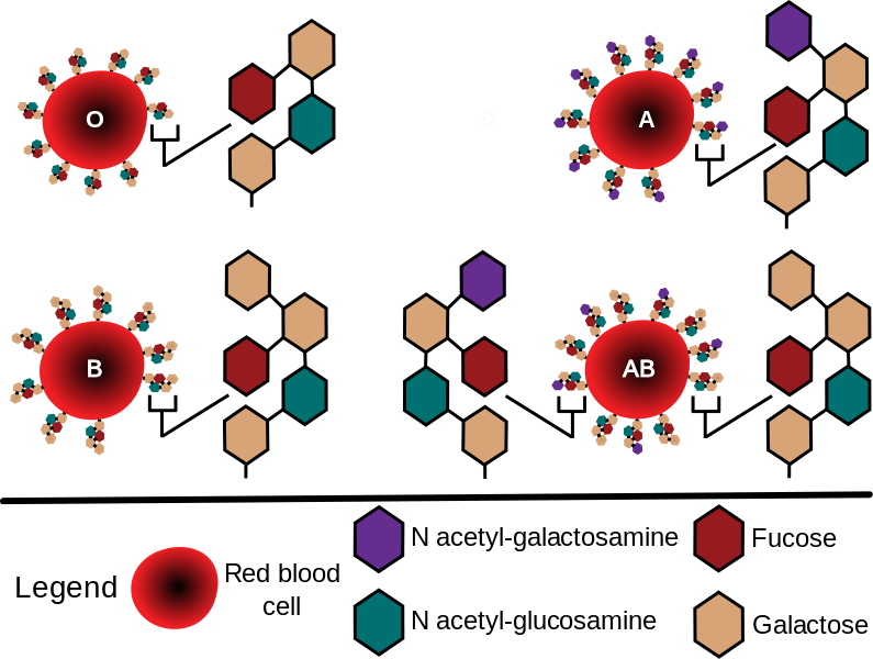 Abo Blood Groups Diagram - Abo Blood Group Glycosylation (570x430), Png Download