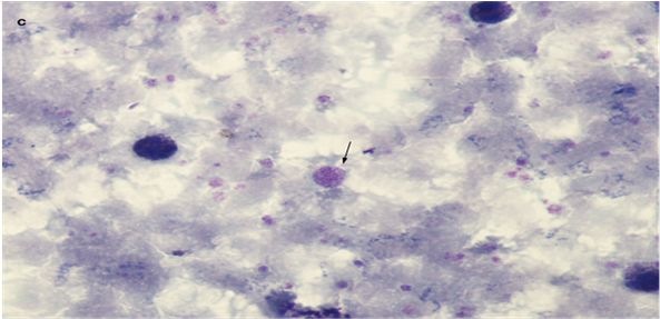 (b) (c) - Ceiling (903x286), Png Download