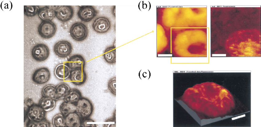 A Thin Blood Smear Of The Trophozoite Infected Erythrocytes - Near Field Scanning Optical Microscopy Amazing (850x413), Png Download