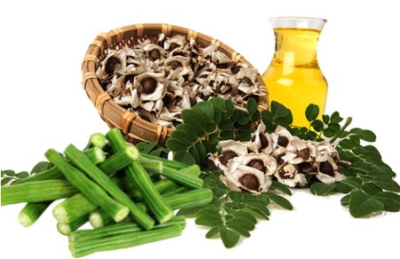 Drumstick - Drumstick Tree (450x450), Png Download