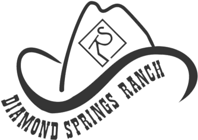 Diamond Spring Cattle - Line Art (400x320), Png Download