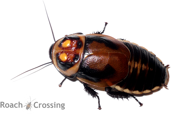 Cockroach Nymph Png (689x480), Png Download