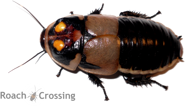 Wish List - Lucihormetica Subcincta - Glowspot Roach - Glowing Roach (640x370), Png Download