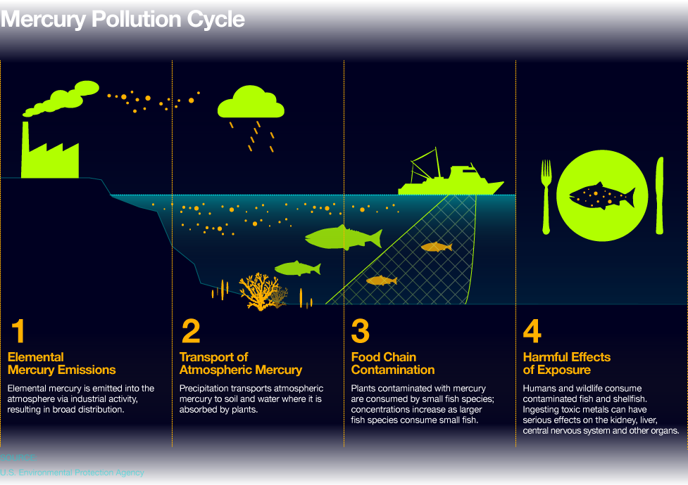 Svg Royalty Free Download Chemical Health Index Ecological - Mercury Pollution Cycle (977x690), Png Download