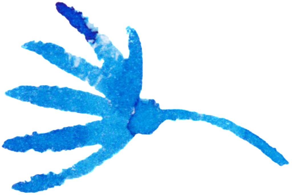 Blue Graffiti Watercolor Hand-painted Flower Decoration - Watercolor Painting (1024x686), Png Download