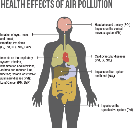 How Do We Decrease Air Pollution - Human Body Organs Vector (567x541), Png Download