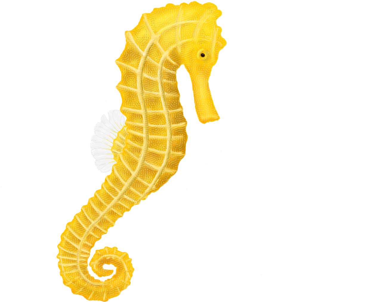 Free Icons Png - Sea Horse Png Transparent (1600x1029), Png Download