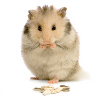 Hamsters Png (439x400), Png Download