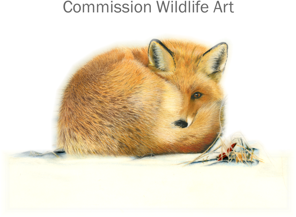 Drawn Hamster Fox - Art (1000x800), Png Download