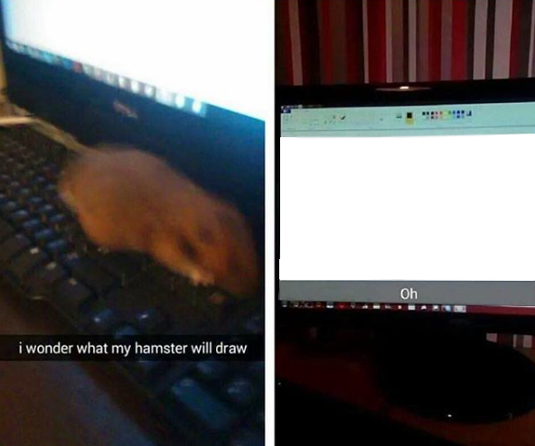 Copy Discord Cmd - Will My Hamster Type (592x494), Png Download