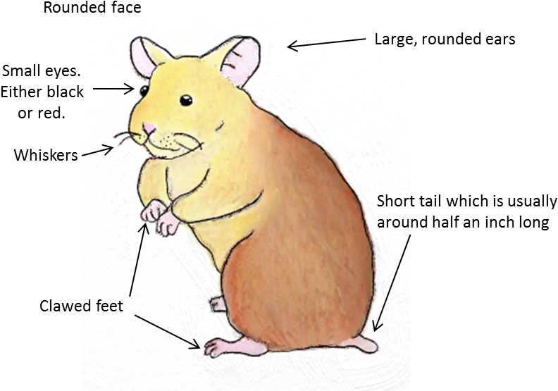 Hamsters Are Native To Europe And Northern Asia, Though - Female Syrian Hamster Tail (839x568), Png Download
