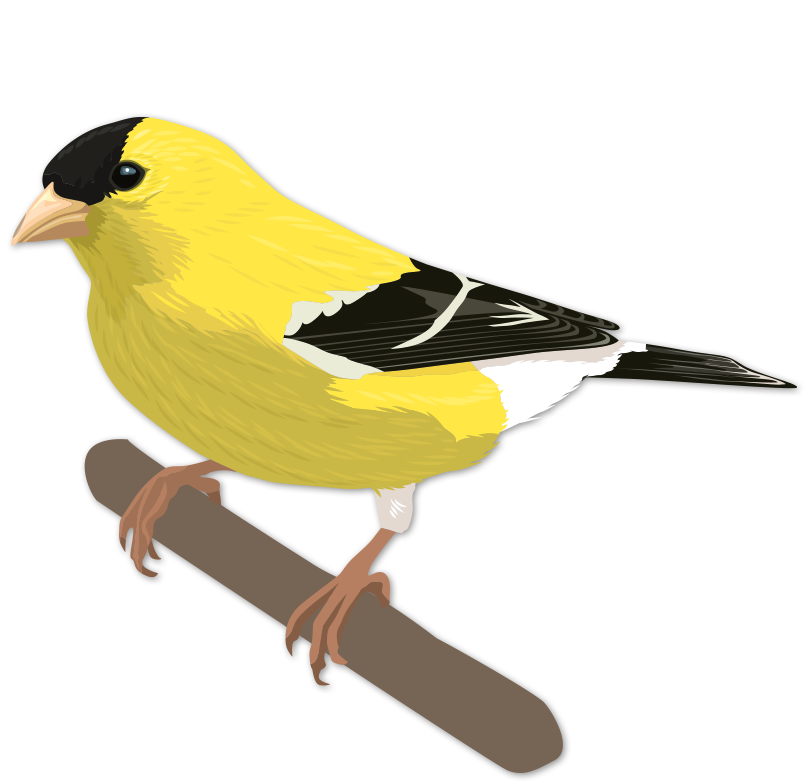 Goldfinch Drawing Canary Bird - Bird (848x848), Png Download