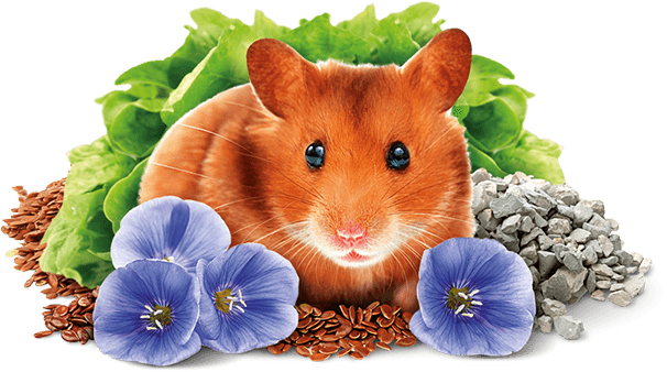 Hamster - Brit Animals Hamster Complete (606x338), Png Download