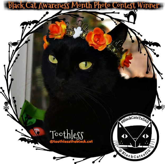 Are Cats Your Halloween Spirit Animal - Cat (640x640), Png Download