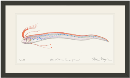 Oarfish (479x311), Png Download
