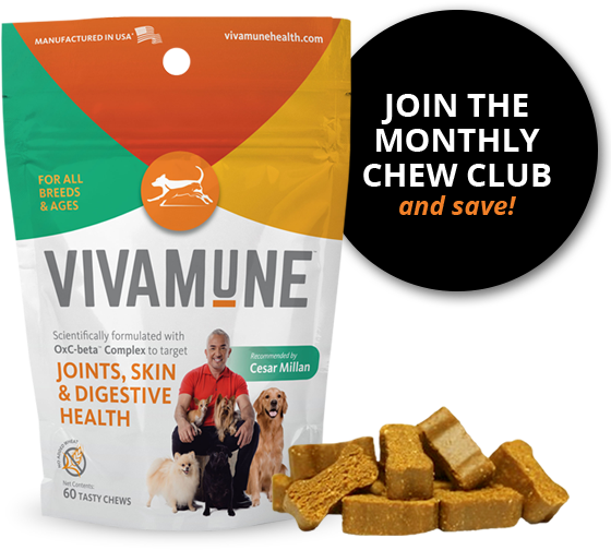 Health Chews For Dogs Of All Sizes 60 Count - Dog Digestive Health (568x507), Png Download