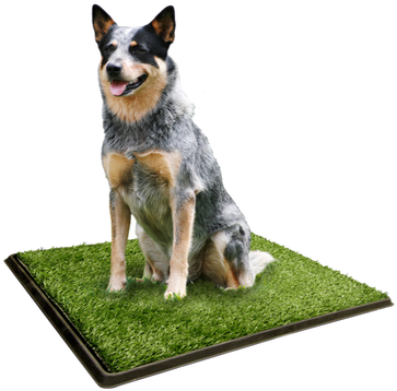 Picture - Blue Heeler Cross Kelpie (367x376), Png Download