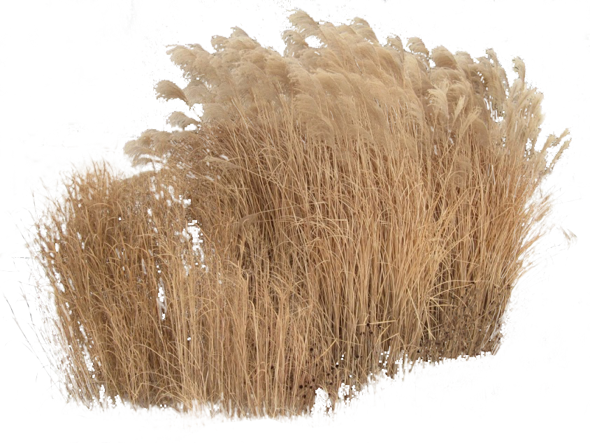 Cutout Plant Grass Grass Photoshop, Tree Photoshop, - Grass Cutouts (844x634), Png Download