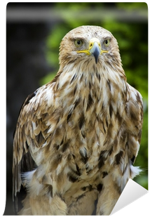 Eastern Imperial Eagle (400x400), Png Download
