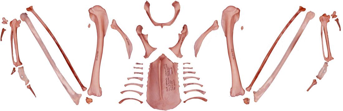 Back To The Complete Skeleton - Spanish Imperial Eagle (1200x799), Png Download