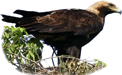 Aquila Heliaca - Eastern Imperial Eagle (500x364), Png Download
