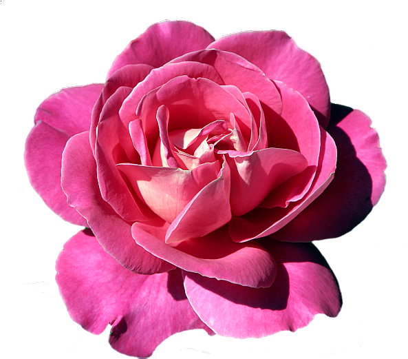 Pink Rose Clipart Rose Clipart, Art Clipart, Art Flowers, - Painted Flower (600x520), Png Download