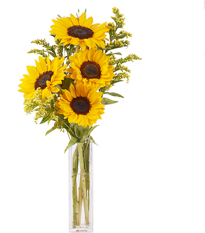 Girasoles Y Solidago - Siena (480x480), Png Download
