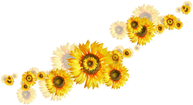 Bu Resim Küçültülmüştür - Corona De Girasoles Png (650x382), Png Download