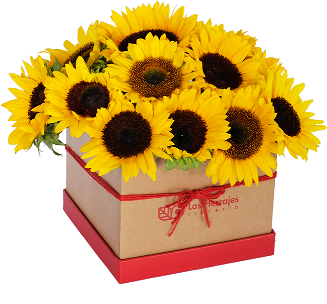 Common Sunflower (660x660), Png Download