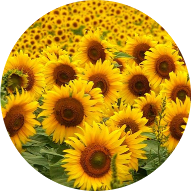 Girasol - Cover Photo In Facebook Sunflower (384x384), Png Download