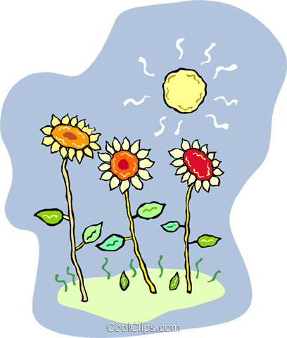 Girasoles Que Crecen En El Sol Libres De Derechos Ilustraciones - Energy (408x480), Png Download