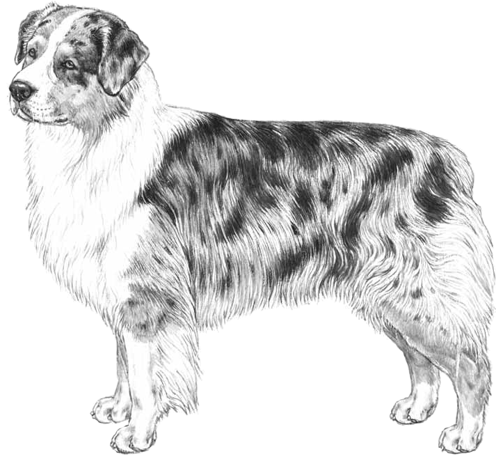 Australian Shepherd - Australian Shepherd Graphic Png (800x800), Png Download