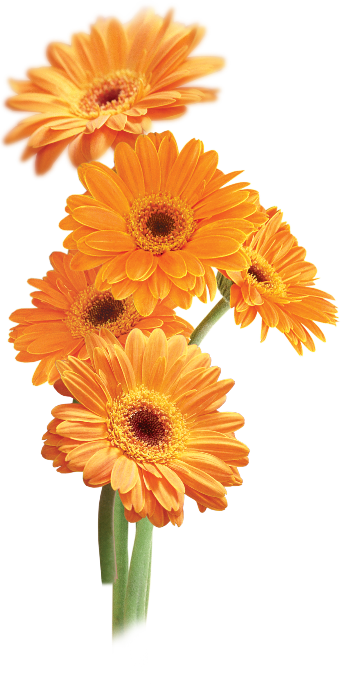 Pin By Nejbi Zsuzsi On Virágok - Orange Daisies Clipart (1174x2354), Png Download