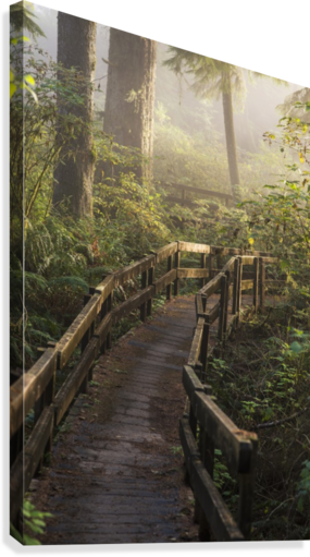 Fog Softens The Sunlight In The Forest Trail To The - Posterazzi Fog Softens The Sunlight In The Forest Trail (285x511), Png Download