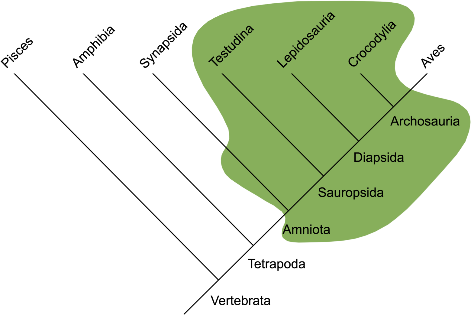 1600px-traditional Reptilia - Evolução Dos Repteis (1600x1072), Png Download