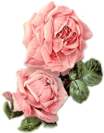 Vintage Roses, Vintage Floral, Vintage Prints, Vintage - Vintage Pink Flowers Png (529x511), Png Download