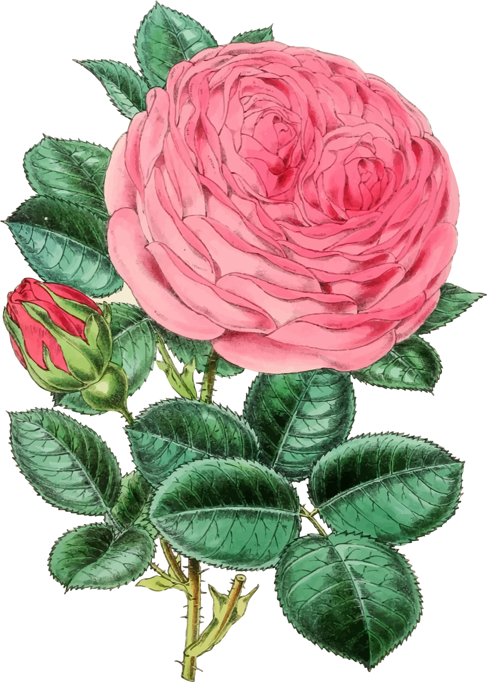 This Free Icons Png Design Of Vintage Rose Illustration (1602x2241), Png Download