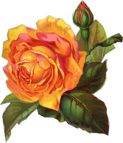 Free Victorian Flowers And Vintage Fruit Clip Art And - Yellow Roses Vintage Png (420x490), Png Download